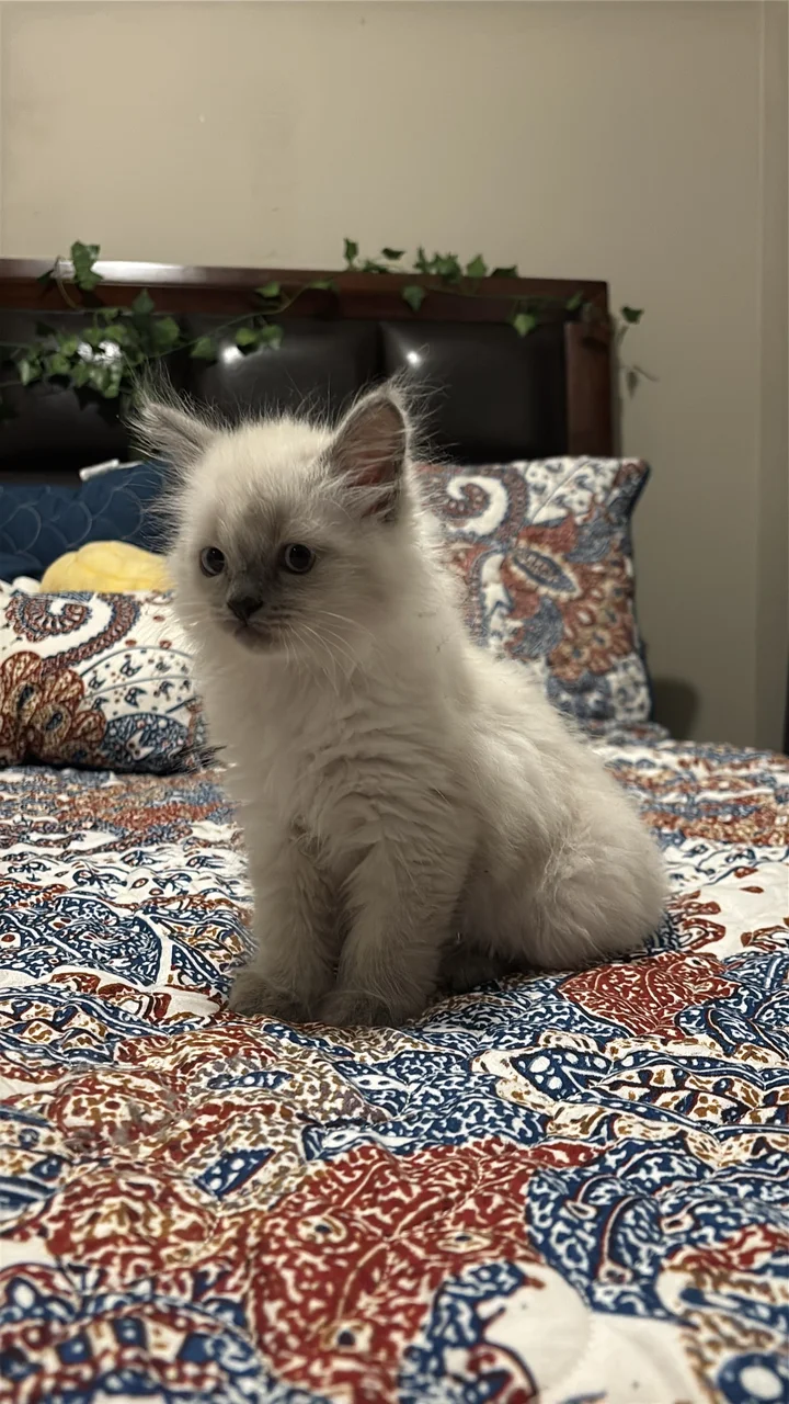 Ragdoll kitten sitting on a patterned bed