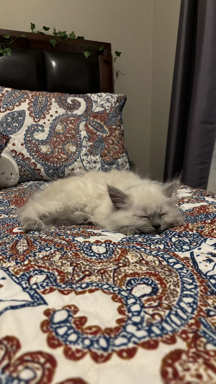 Ragdoll kitten curled up asleep