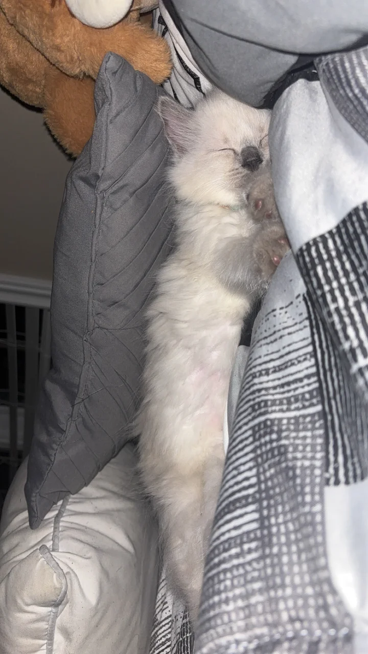 Sleepy kitten tucked between the pillows