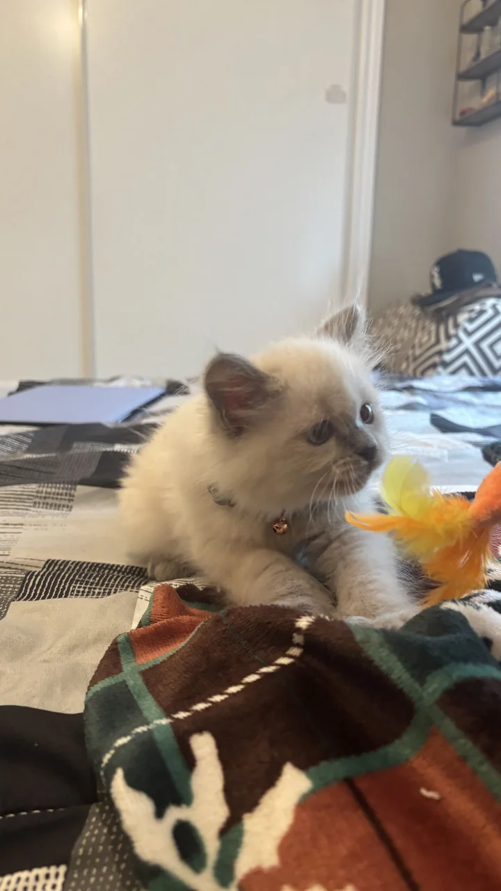 Kitten playing with a feather toy
