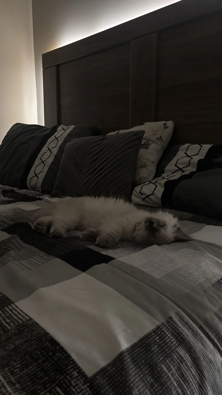 Ragdoll kitten stretched out on the bed