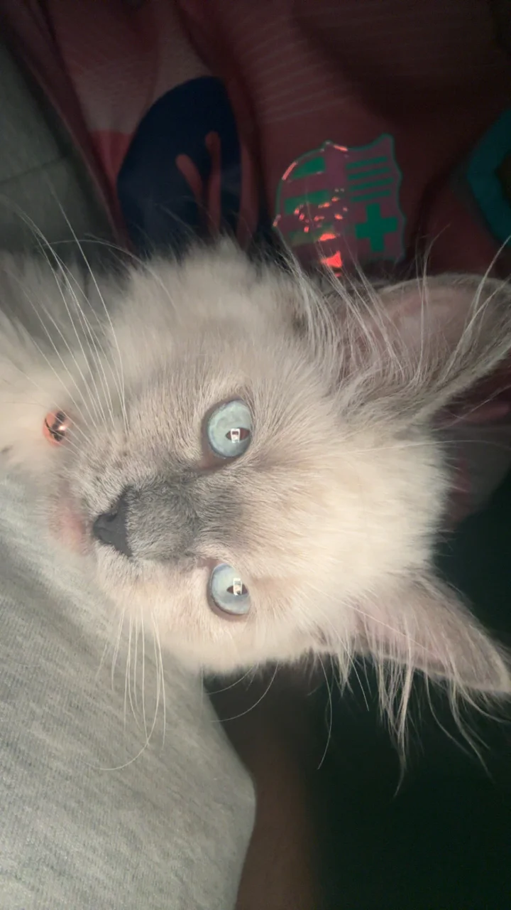 Close-up of the kitten’s blue eyes
